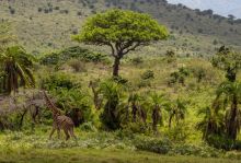Ваканция с Усмивката на Кения: Сафари Масай Мара и плаж, 04-13.04.26