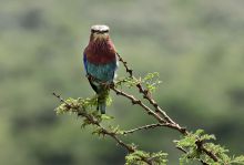 Ваканция с Усмивката на Кения: Сафари Масай Мара и плаж, 04-13.04.26